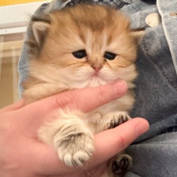 chaton British Longhair black golden ticked tabby Deneve Chatterie Nekobaa chaton British Longhair black golden ticked tabby Deneve Chatterie Nekobaa