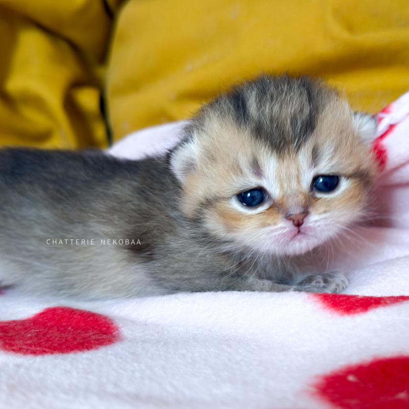 Diana Femelle British Shorthair