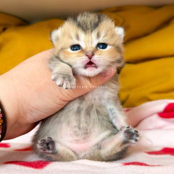 chaton British Shorthair black golden ticked tabby Diana Chatterie Nekobaa