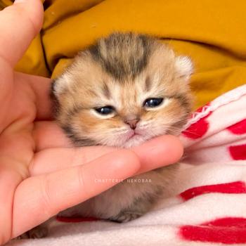 chaton British Shorthair black golden ticked tabby Diana Chatterie Nekobaa