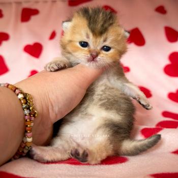 chaton British Shorthair black golden ticked tabby Diana Chatterie Nekobaa