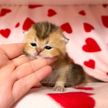 chaton British Shorthair black golden ticked tabby Diana Chatterie Nekobaa