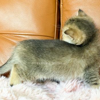 chaton British Shorthair black golden ticked tabby Diana Chatterie Nekobaa
