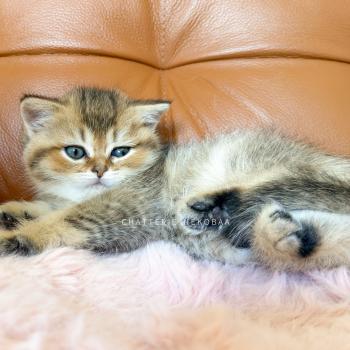 chaton British Shorthair black golden ticked tabby Diana Chatterie Nekobaa