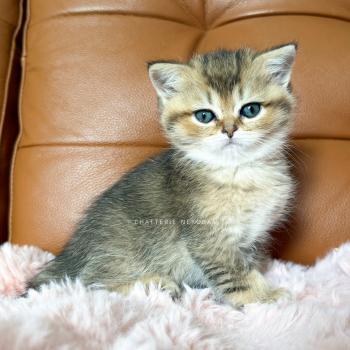 Diana Femelle British Shorthair