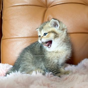 chaton British Shorthair black golden ticked tabby Diana Chatterie Nekobaa