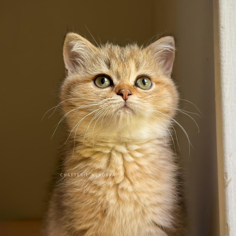 Diana Femelle British Shorthair