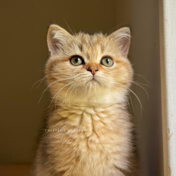 Diana Femelle British Shorthair