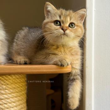 chaton British Shorthair black golden ticked tabby Diana Chatterie Nekobaa
