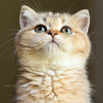 chaton British Shorthair black golden ticked tabby Diana Chatterie Nekobaa