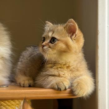 chaton British Shorthair black golden ticked tabby Diana Chatterie Nekobaa