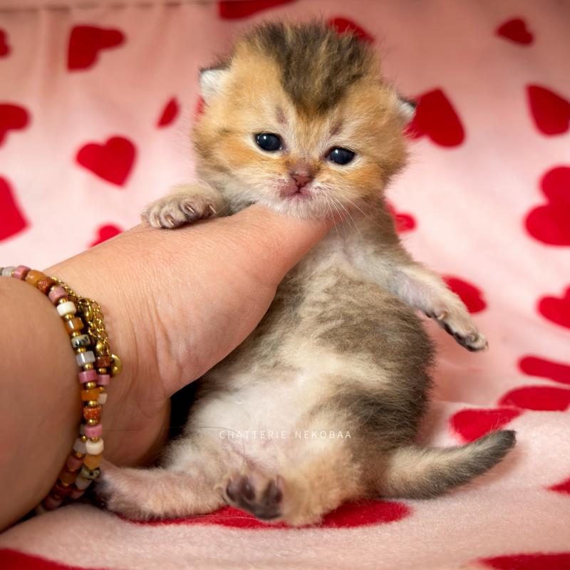Doma Mâle British Shorthair