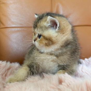 chaton British Shorthair black golden ticked tabby Doma Chatterie Nekobaa