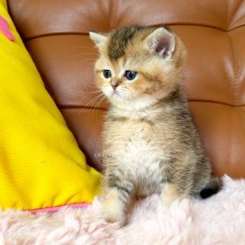 chaton British Shorthair black golden ticked tabby Doma Chatterie Nekobaa