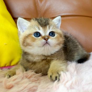 chaton British Shorthair black golden ticked tabby Doma Chatterie Nekobaa