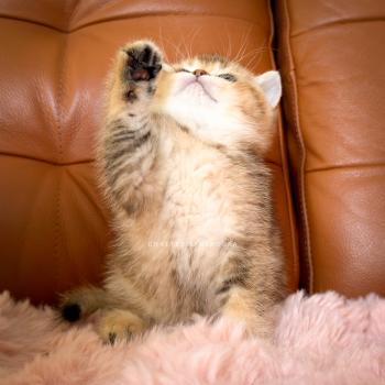 chaton British Shorthair black golden ticked tabby Doma Chatterie Nekobaa