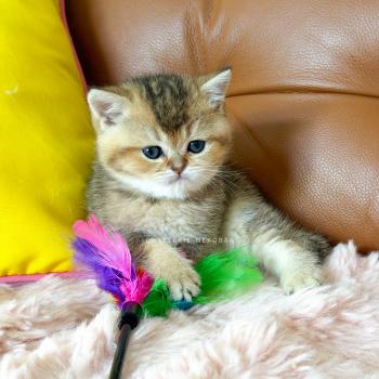 Doma Mâle British Shorthair
