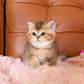 chaton British Shorthair black golden ticked tabby Doma Chatterie Nekobaa