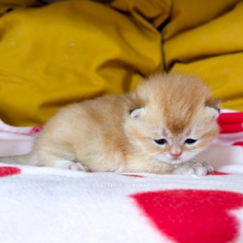 chaton British Shorthair black golden shaded Domu Chatterie Nekobaa