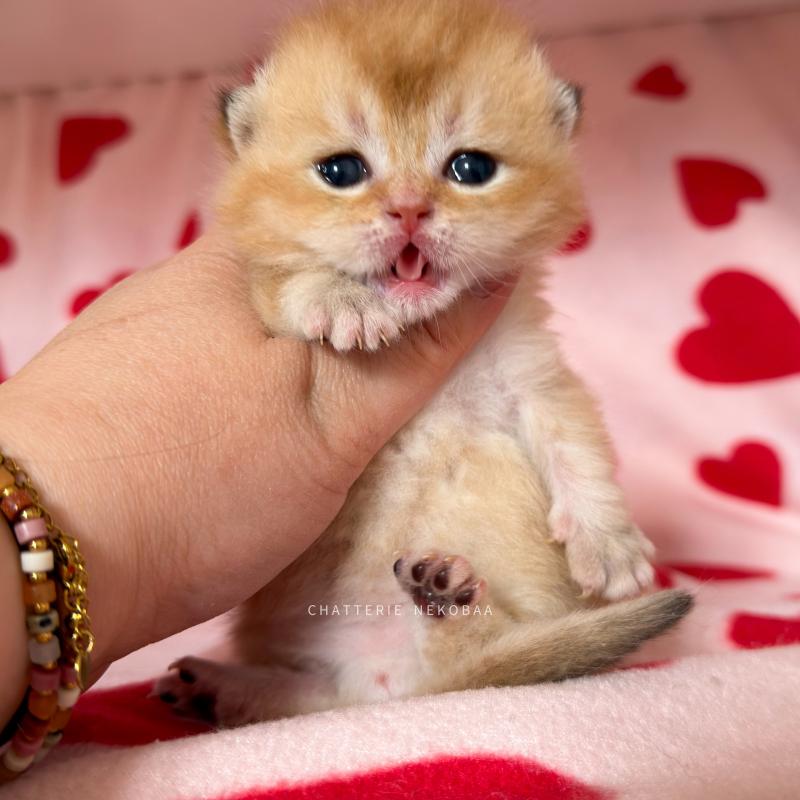 Domu Mâle British Shorthair