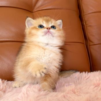 chaton British Shorthair black golden shaded Domu Chatterie Nekobaa