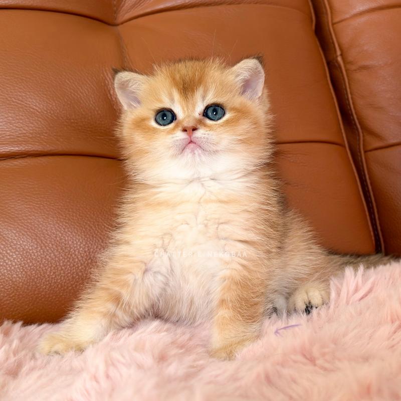 Domu Mâle British Shorthair