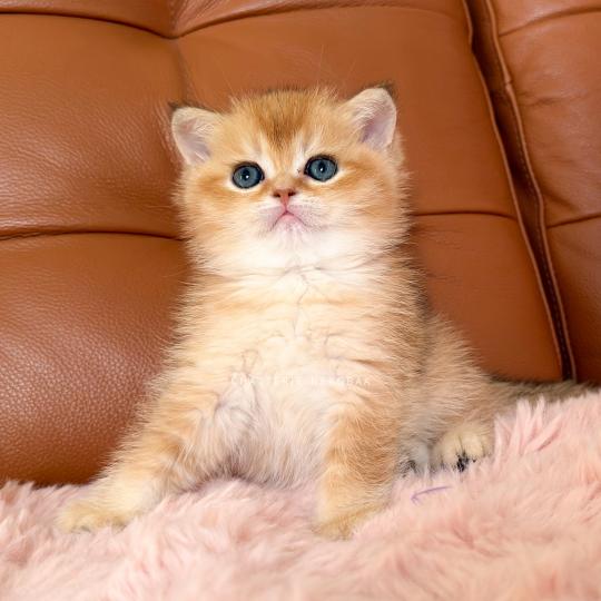 Domu Mâle British Shorthair