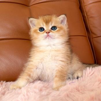 Domu Mâle British Shorthair