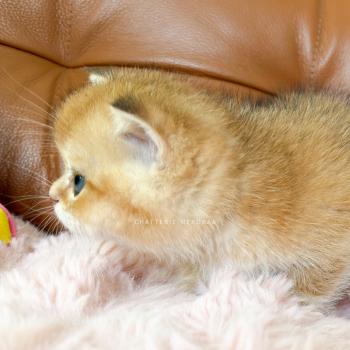 chaton British Shorthair black golden shaded Domu Chatterie Nekobaa