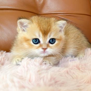 chaton British Shorthair black golden shaded Domu Chatterie Nekobaa