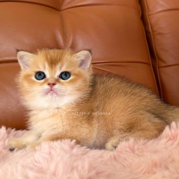 chaton British Shorthair black golden shaded Domu Chatterie Nekobaa