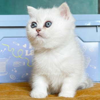 chaton British Shorthair blue silver shaded point Ed Chatterie Nekobaa