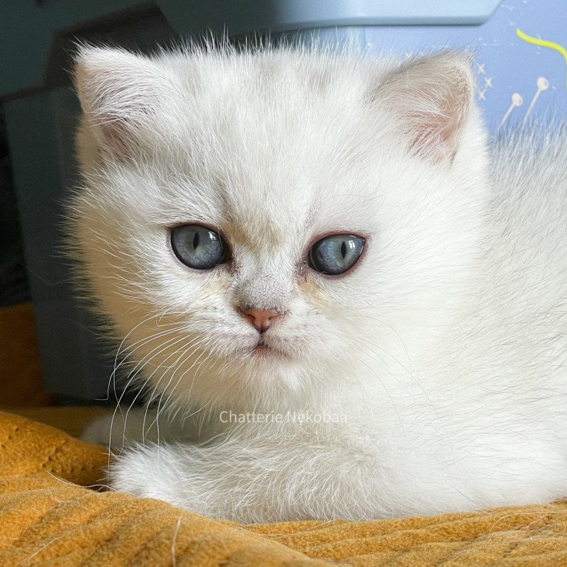 Ed Femelle British Shorthair Ed Femelle British Shorthair