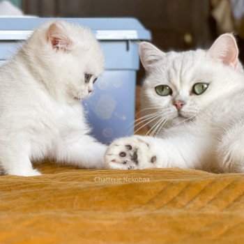 chaton British Shorthair blue silver shaded point Ed Chatterie Nekobaa