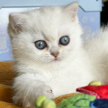 chaton British Shorthair blue silver shaded point Ed Chatterie Nekobaa