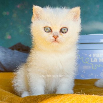 chaton British Shorthair blue silver shaded point Ed Chatterie Nekobaa