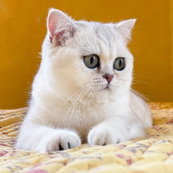 chat British Shorthair Takara Ed Chatterie Nekobaa