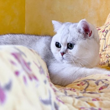 chat British Shorthair Takara Ed Chatterie Nekobaa