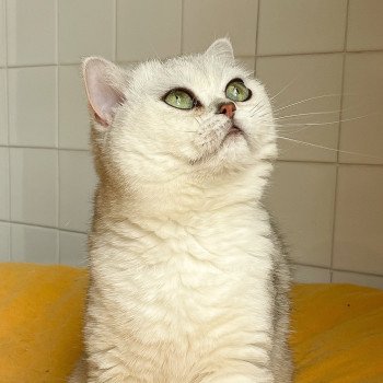 chat British Shorthair black silver shaded Ed Chatterie Nekobaa