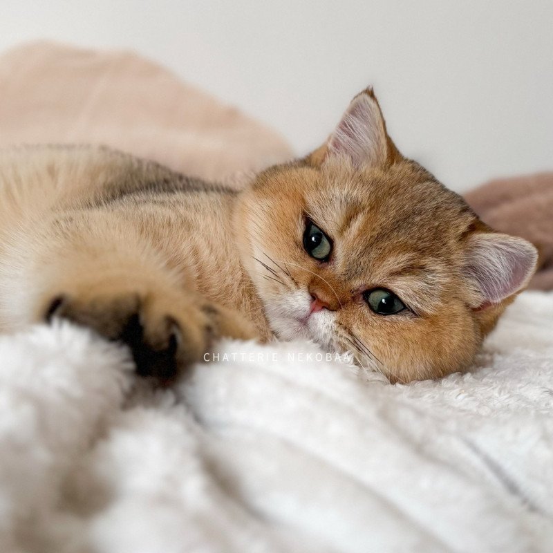 Eiji Mâle British Shorthair