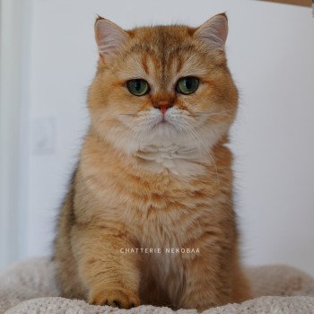 Eiji Mâle British Shorthair