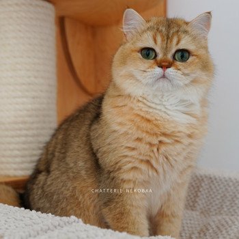 chat British Shorthair black golden shaded Eiji Chatterie Nekobaa