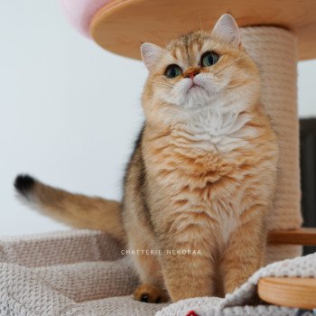 chat British Shorthair black golden shaded Eiji Chatterie Nekobaa