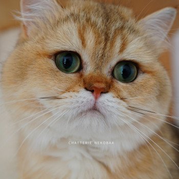 chat British Shorthair black golden shaded Eiji Chatterie Nekobaa