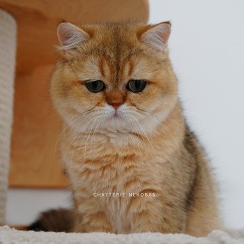 chat British Shorthair black golden shaded Eiji Chatterie Nekobaa