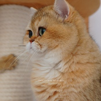 chat British Shorthair black golden shaded Eiji Chatterie Nekobaa