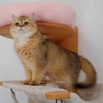 chat British Shorthair black golden shaded Eiji Chatterie Nekobaa