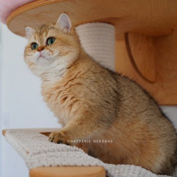 chat British Shorthair black golden shaded Eiji Chatterie Nekobaa