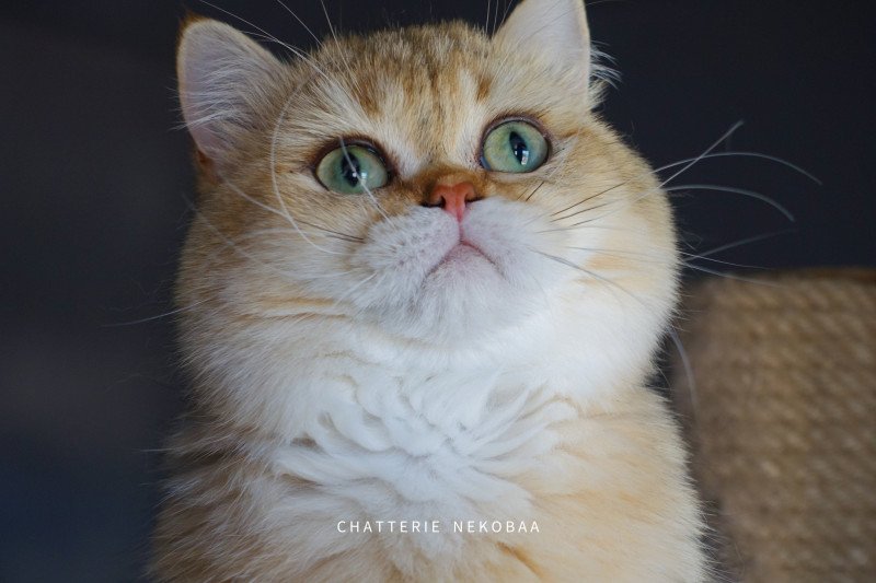 Eijimini Mâle British Shorthair