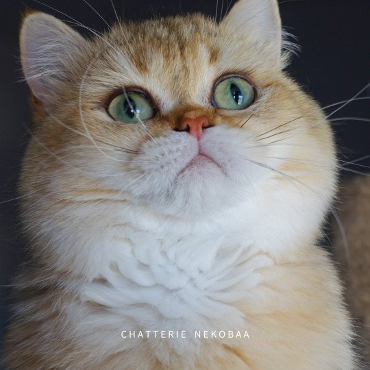 Eijimini Mâle British Shorthair